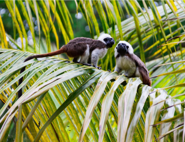Los monos titi en el parque tayrona