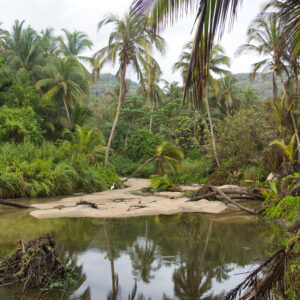 Bosque húmedo tropical Tayrona