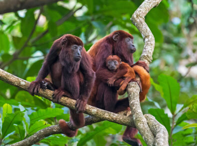 Monos Parque Tayrona