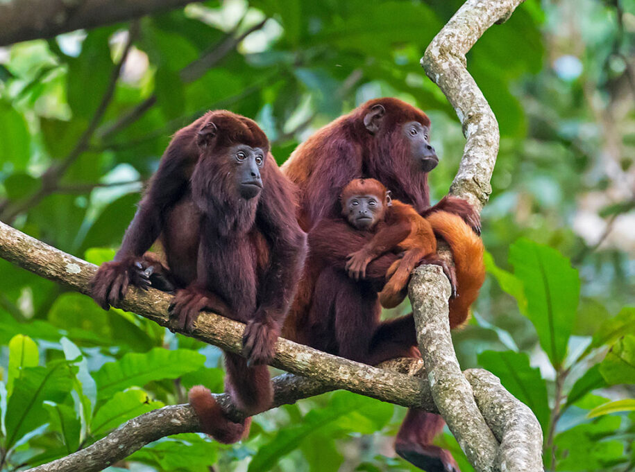 Monos Parque Tayrona